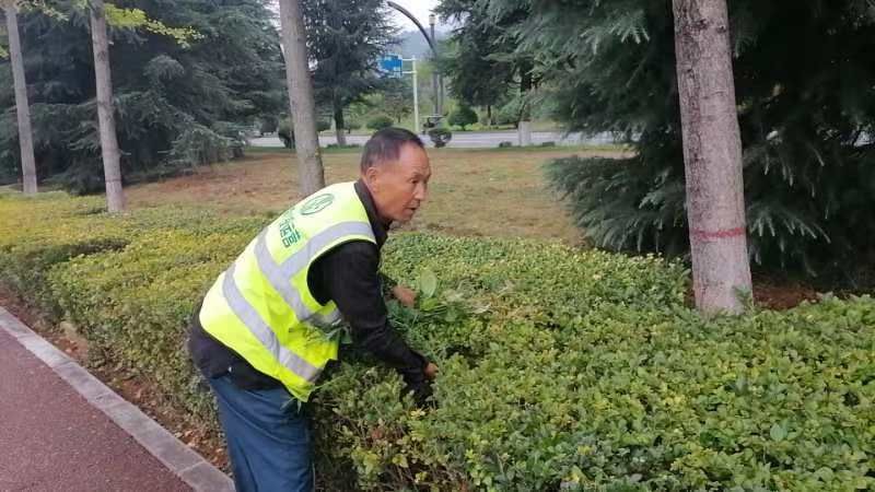 绿化养护